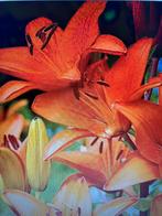 Oranje lelie vaste plant, Overige soorten, Vaste plant, Ophalen of Verzenden, Halfschaduw