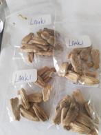 Surinaamse lauki zaden 1,00 euro per zakje, Ophalen of Verzenden, Volle zon