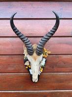 gemummificeerde springbok, Ophalen of Verzenden, Zo goed als nieuw