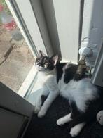Lief, speels poesje Daisy zoekt een nieuw warm thuis, Dieren en Toebehoren, Poes, Ontwormd, 0 tot 2 jaar