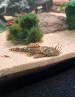 Bristlenose Pleco te koop., Vis