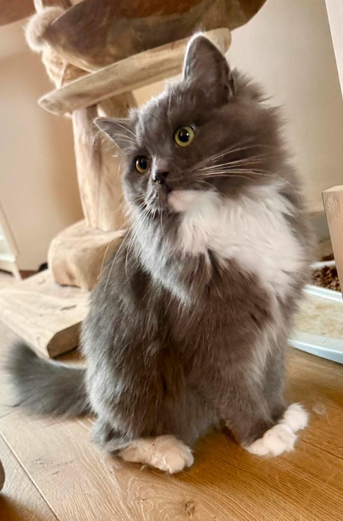 Blue solid ragdoll fok poesje met stamboom mag verhuizen, Dieren en Toebehoren, Katten en Kittens | Raskatten | Langhaar, Poes