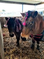 Op zoek naar een fijne betrouwbare stalhulp, Dieren en Toebehoren, Ophalen of Verzenden