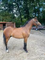 Ruin Welsh NWPCS, Dieren en Toebehoren, Pony's, Gechipt, Ruin, Dressuurpony, 3 tot 6 jaar
