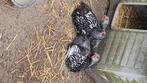 Hanen te koop wyandotte, Dieren en Toebehoren, Pluimvee, Mannelijk, Kip