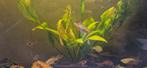 Vissen zoeken nieuw huisje, Dieren en Toebehoren, Vissen | Aquariumvissen, Vis
