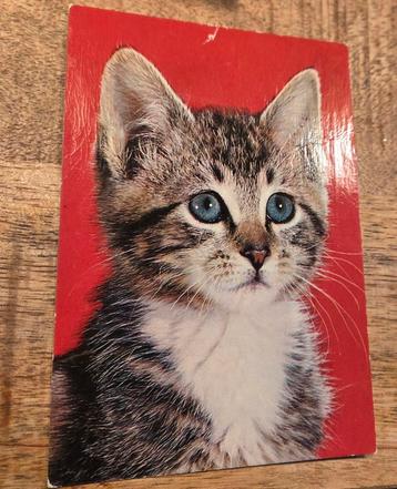Portret van een schattig poesje beschikbaar voor biedingen