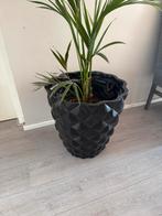 Zwarte Vaas, Palm, In pot, Minder dan 100 cm, Groene kamerplant