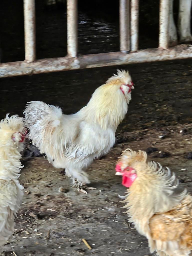 Diverse hanen, Dieren en Toebehoren, Pluimvee, Mannelijk, Kip
