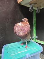 Duiven tekoop, Dieren en Toebehoren, Vogels | Duiven, Mannelijk