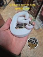 Te koop/ruil, Dieren en Toebehoren, Reptielen en Amfibieën