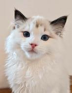 Ragdoll kitten / geteste ouders / geholpen / stamboom, Meerdere dieren, Langharig, 0 tot 2 jaar
