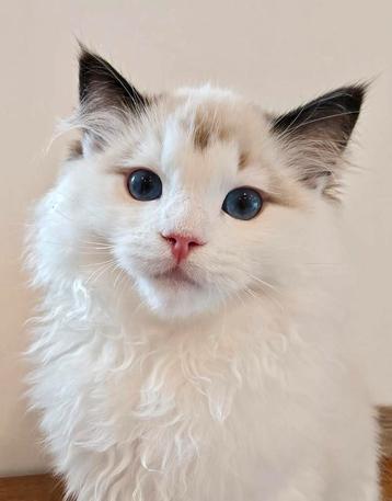 Ragdoll kitten / geteste ouders / geholpen / stamboom beschikbaar voor biedingen