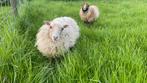 Ouessanten schaapjes, Schaap, Vrouwelijk, 0 tot 2 jaar