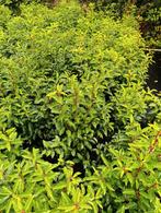 Portugese Laurier - Prunus Angustifolia- 5 ltr pot, Halfschaduw, Overige soorten, Minder dan 100 cm, Ophalen