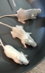 Gebils te koop, Dieren en Toebehoren, Meerdere dieren
