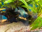 Schitterend kweekkoppel met babys andinocara pulcher, Vis
