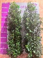 Portugese laurier Prunus leverbaar tot 250 cm. Vanaf euro 9., Haag, Laurier, Ophalen of Verzenden, 100 tot 250 cm