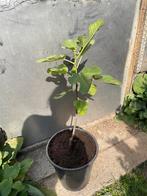 Mooie vijgenboom plant op stam Brown Turkey, Tuin en Terras, Ophalen, Minder dan 100 cm, Volle zon, In pot