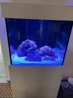 Zeewateraquarium 220 liter met toebehoren, Dieren en Toebehoren, Vissen | Aquaria en Toebehoren, Ophalen, Gebruikt, Leeg aquarium