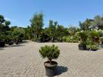 Pinus brepo 50-60 cm planthoogte te koop., Tuin en Terras, Planten | Bomen, In pot, Halfschaduw, Minder dan 100 cm, Zomer
