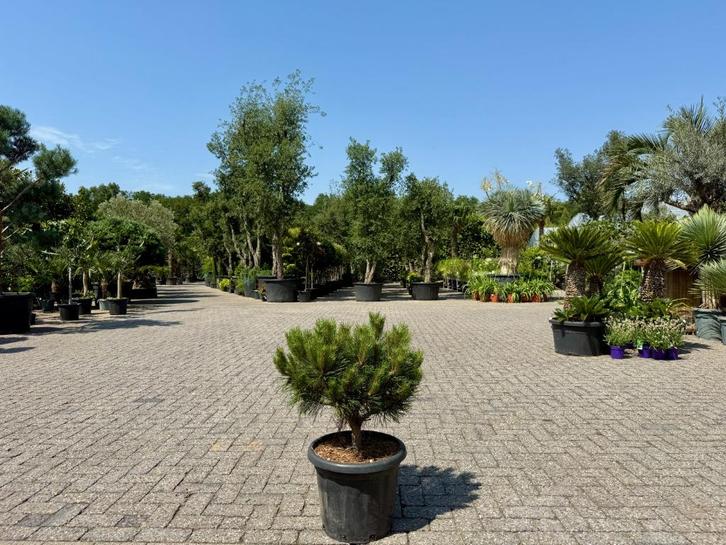 Pinus brepo 50-60 cm planthoogte te koop., Tuin en Terras, Planten | Bomen, Overige soorten, Minder dan 100 cm, Halfschaduw, Zomer