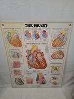 Vintage Schoolplaat - Het Hart, Antiek en Kunst, Ophalen of Verzenden, Natuur en Biologie
