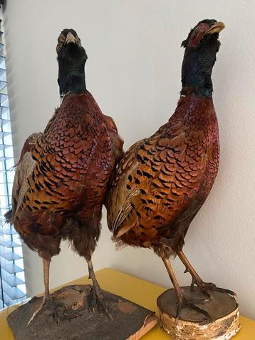 Opgezette Fazanten - Decoratieve Set van Twee Vogels Antiek  beschikbaar voor biedingen