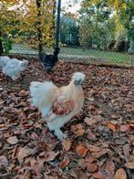 Usa zijdehoen haan, Dieren en Toebehoren, Pluimvee, Mannelijk, Kip