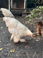 Mooie en lieve brahma haan, Dieren en Toebehoren, Mannelijk, Kip