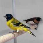 Zwartkopsijsen, Mannelijk