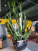 Zeer grote Cactus  20 jaar oud, Huis en Inrichting, Kamerplanten, Cactus, 150 tot 200 cm, Halfschaduw, Ophalen