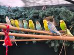 Grasparkieten 1 jarig en 2 maanden, Dieren en Toebehoren, Vogels | Parkieten en Papegaaien, Meerdere dieren, Parkiet