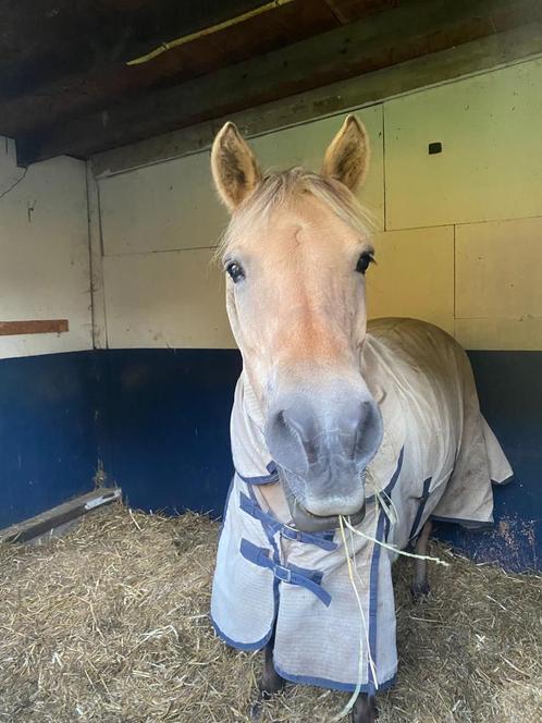 Verzorg pony, Dieren en Toebehoren, Paarden en Pony's | Overige Paardenspullen, Zo goed als nieuw, Dressuur, Ophalen of Verzenden