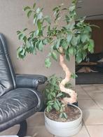 Bonsai Ficus, Tuin en Terras, Minder dan 100 cm, Overige soorten, Ophalen of Verzenden
