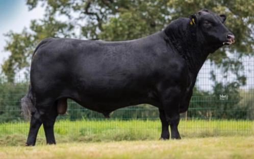 1/4 of 1/8 deel Black Angus vlees, Zakelijke goederen, Agrarisch | Aardappelen, Groenten, Fruit en Vlees, Ophalen