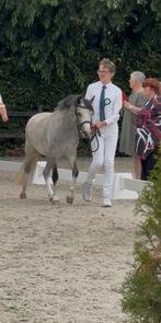 🥇🥇Kampioenspony🥇🥇, Dieren en Toebehoren, Pony's, Merrie