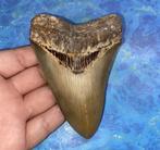 Megalodon haaientand fossiel 11.1 centimeter, Verzamelen, Mineralen en Fossielen, Ophalen of Verzenden, Fossiel