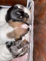 Te reserveren  jack russel pup s (. verhuizen na  18/03 ), Parvo, Jack Russell Terriër, 8 tot 15 weken, Teef