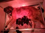 puppies kruising Berner Sennenhond, Dieren en Toebehoren, Rabiës (hondsdolheid), 8 tot 15 weken, Groot, Meerdere