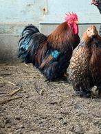 Diverse soorten broedeieren, Dieren en Toebehoren, Geslacht onbekend, Kip