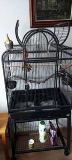 Grote vogelkooi met Valkparkiet, Dieren en Toebehoren, Mannelijk, Parkiet, Geringd