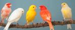 Kanarie inkoop, Dieren en Toebehoren, Vogels | Kanaries, Meerdere dieren, Kleurkanarie