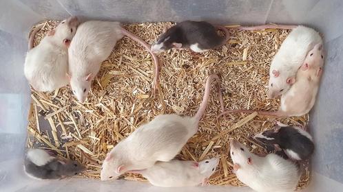 Mannelijke ratjes 8-16 weken, Dieren en Toebehoren, Knaagdieren, Mannelijk, Rat, Na 1 juli 2024, Tam