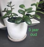 Bio stekjes geluksboompje geldboompje Crasula Ovata, Huis en Inrichting, Kamerplanten, Vetplant, In pot, Minder dan 100 cm, Bloeiende kamerplant