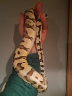 0.1 python regius nk23, Slang, 0 tot 2 jaar