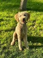 Empathische, stabiele Labradoodle ideaal als dekhond, Dieren en Toebehoren, Honden | Niet-rashonden, Reu, 1 tot 2 jaar, Parvo