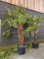 palmboom winterhard Trachycarpus Fortunei, Volle zon, Ophalen of Verzenden, Palmboom