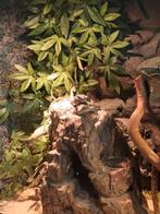 Parel hagedissen Timon Lepidus pseudo melanis., Dieren en Toebehoren, Hagedis, Met terrarium, 3 tot 6 jaar