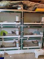 Konijnenflat / konijnenverblijf, Dieren en Toebehoren, Knaagdieren en Konijnen | Hokken en Kooien, Ophalen, Cavia, 90 cm of meer